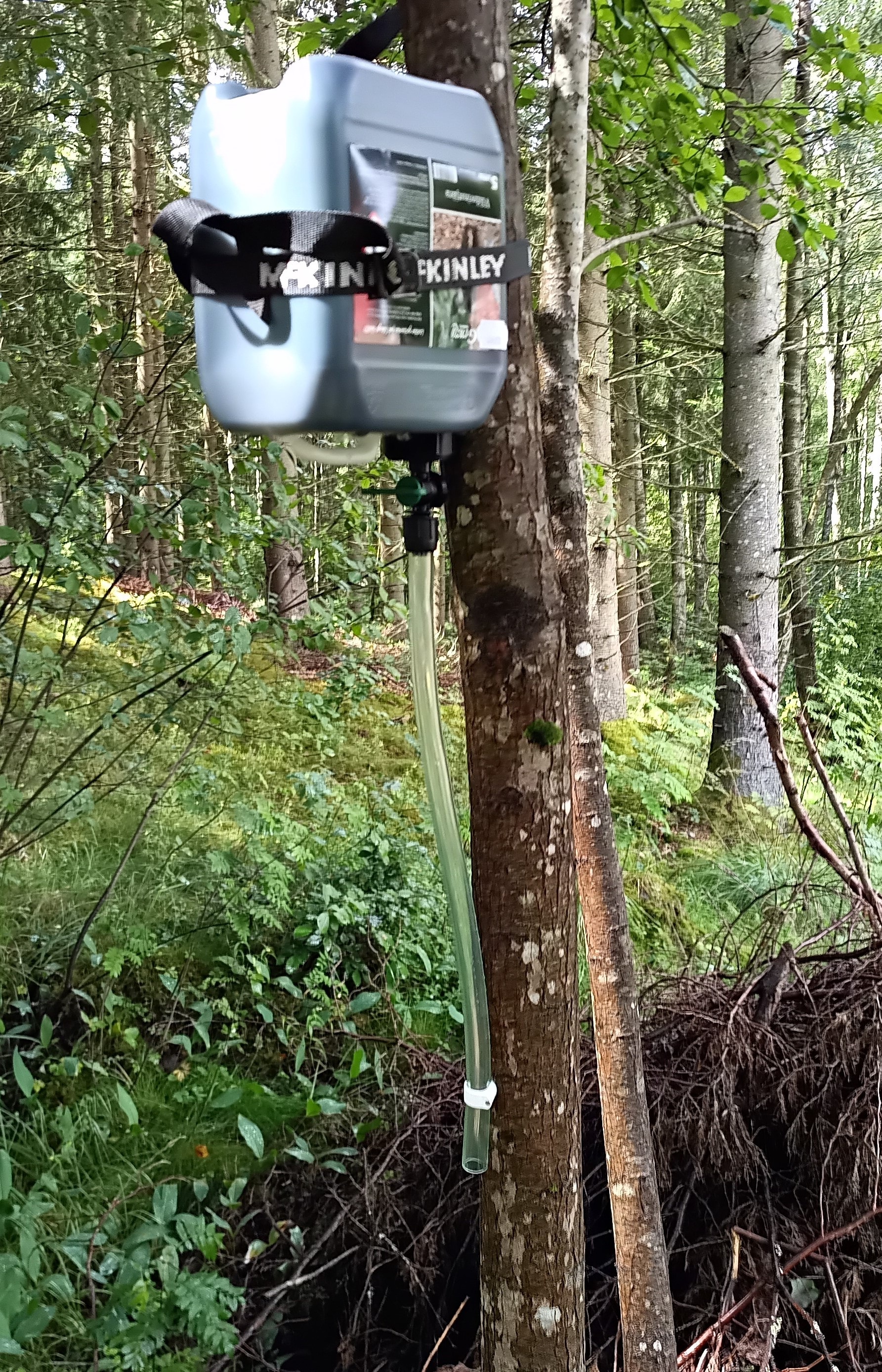 tjälocket sommar.jpg