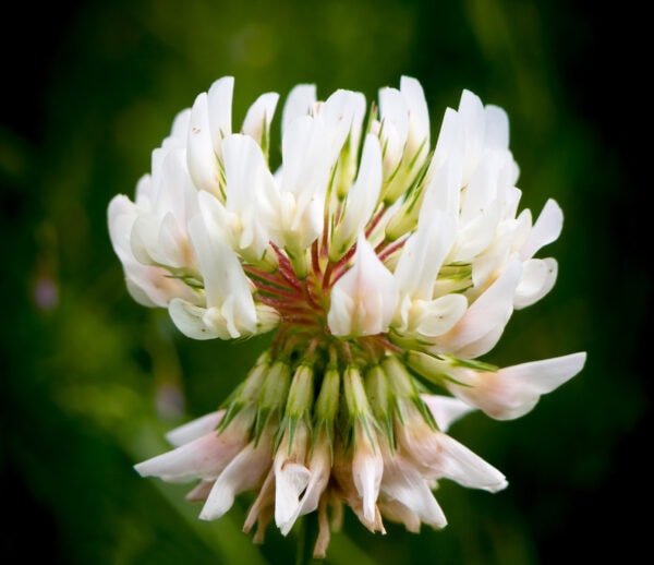 Vitklöver Liflex 1 Kg