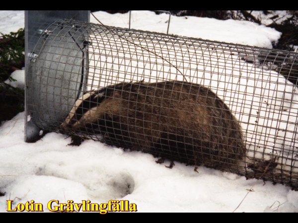 gravlingfalla_6.jpg