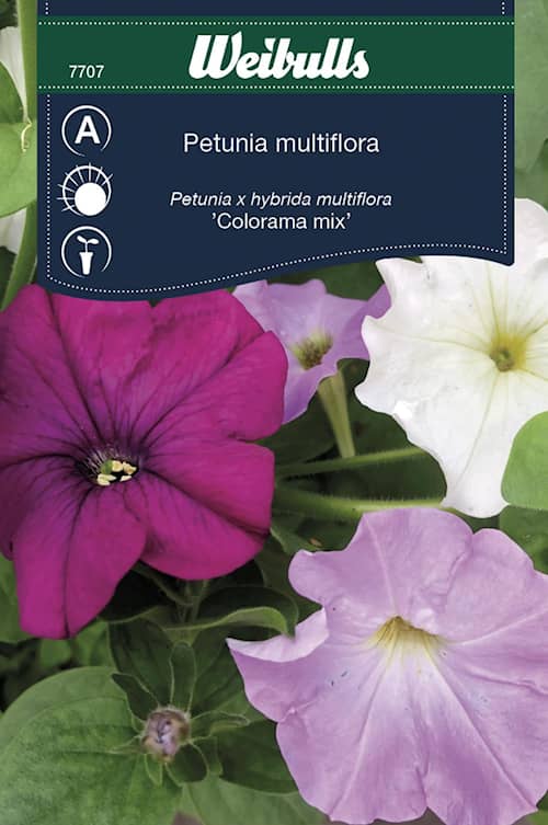 Weibulls Petunia Colorama mix