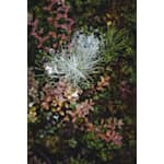 Trico_organox_natur-scaled-109bce69.webp