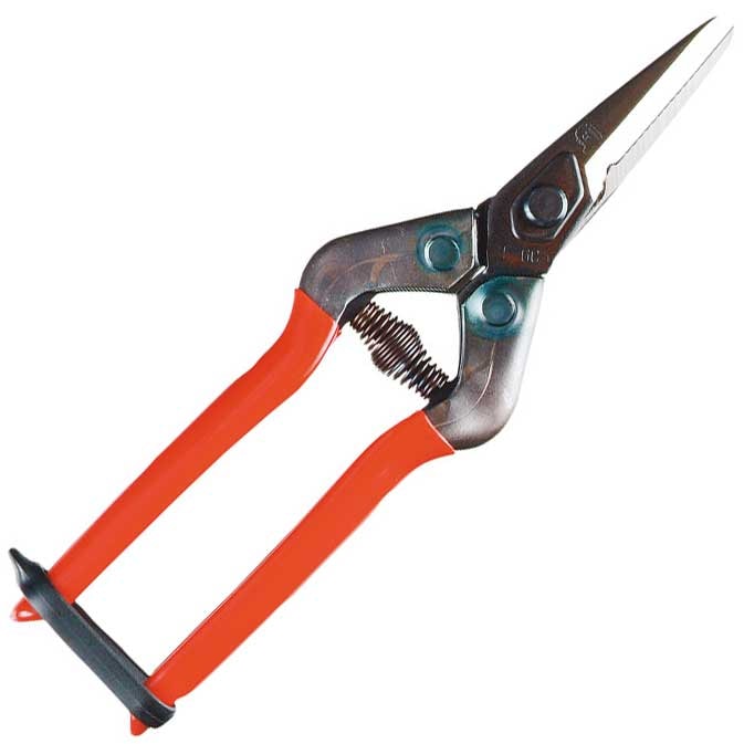 Silkeaktig blomstersaks Chikamasa med takket blad