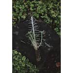 Trico_ALEX1369-scaled-1c72e9e0.webp